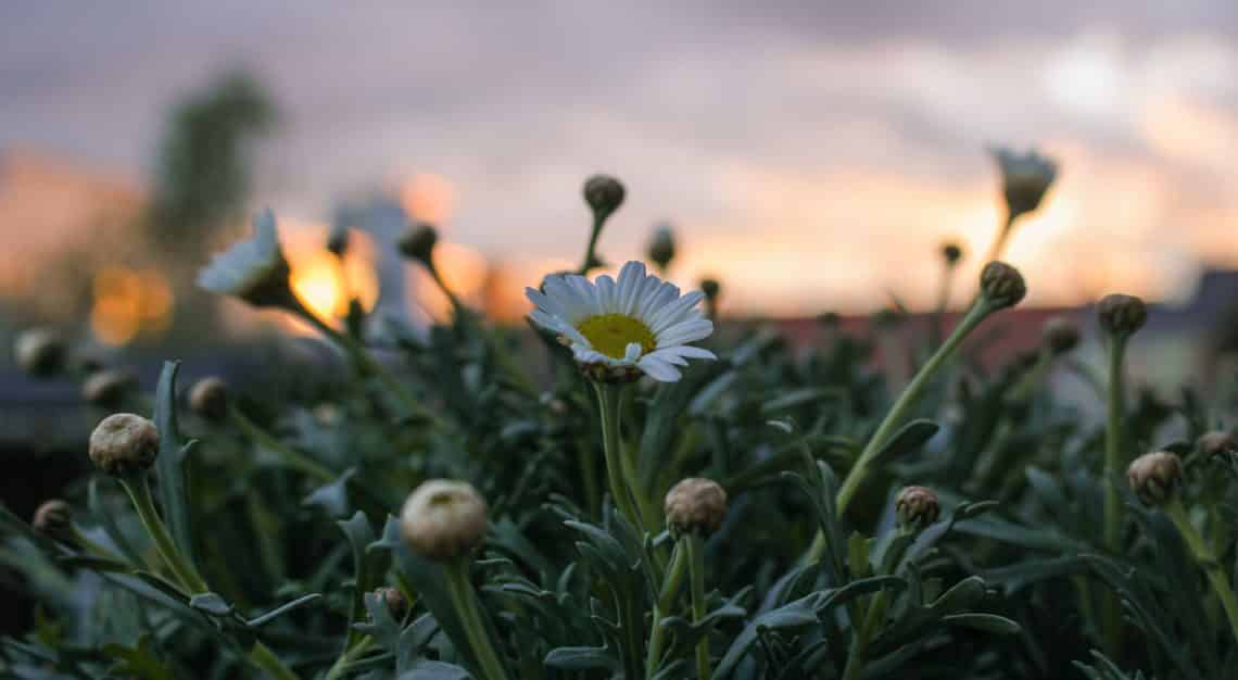 Margeriten im Sonnenuntergang