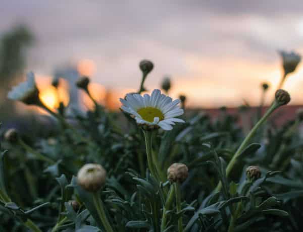 Margeriten im Sonnenuntergang