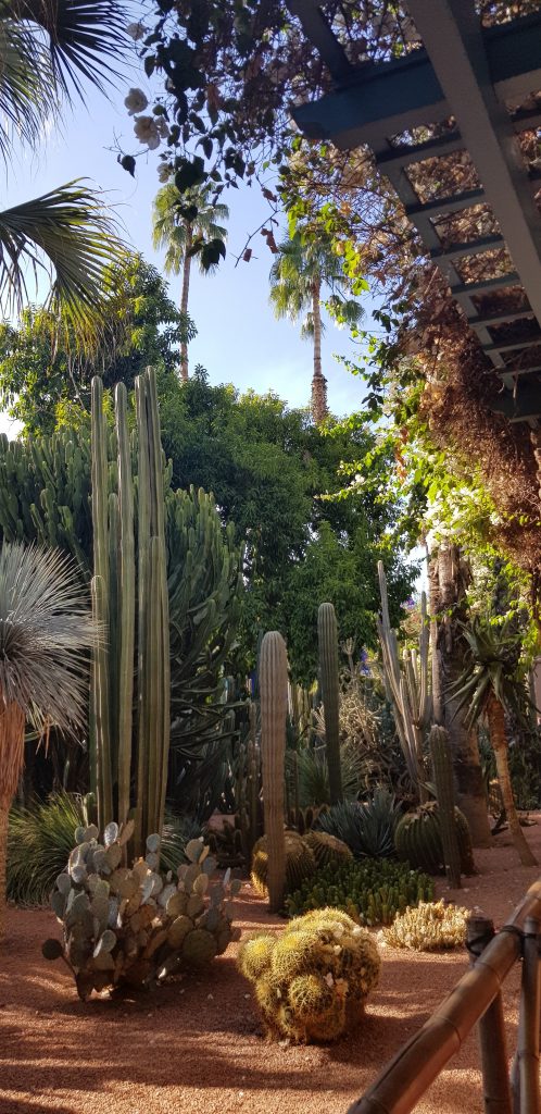 Kakteen im Garden Majorelle