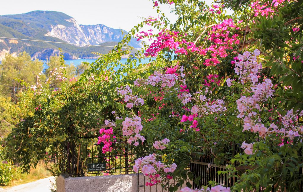 Blumen auf Korfu
