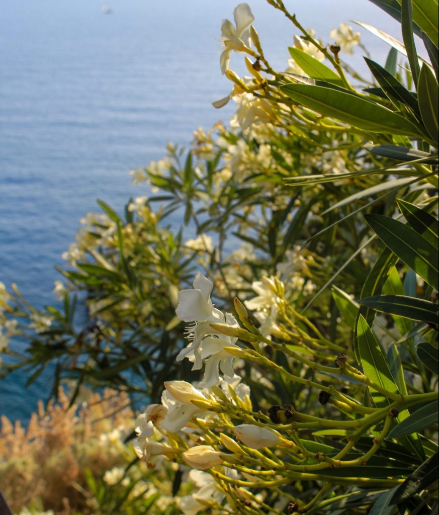 Weiße Blumen am Meer