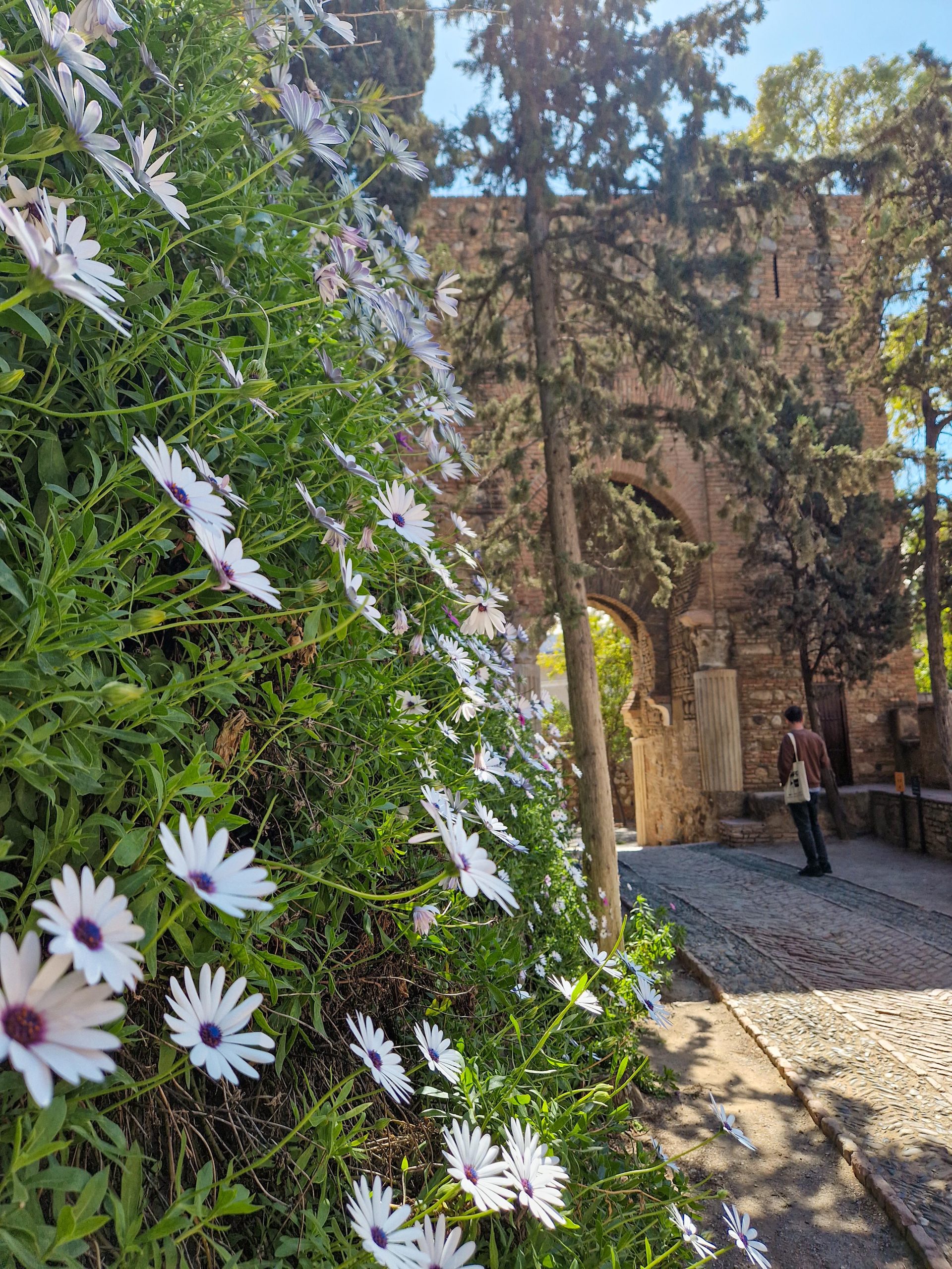 Blumen von dem Alcazaba