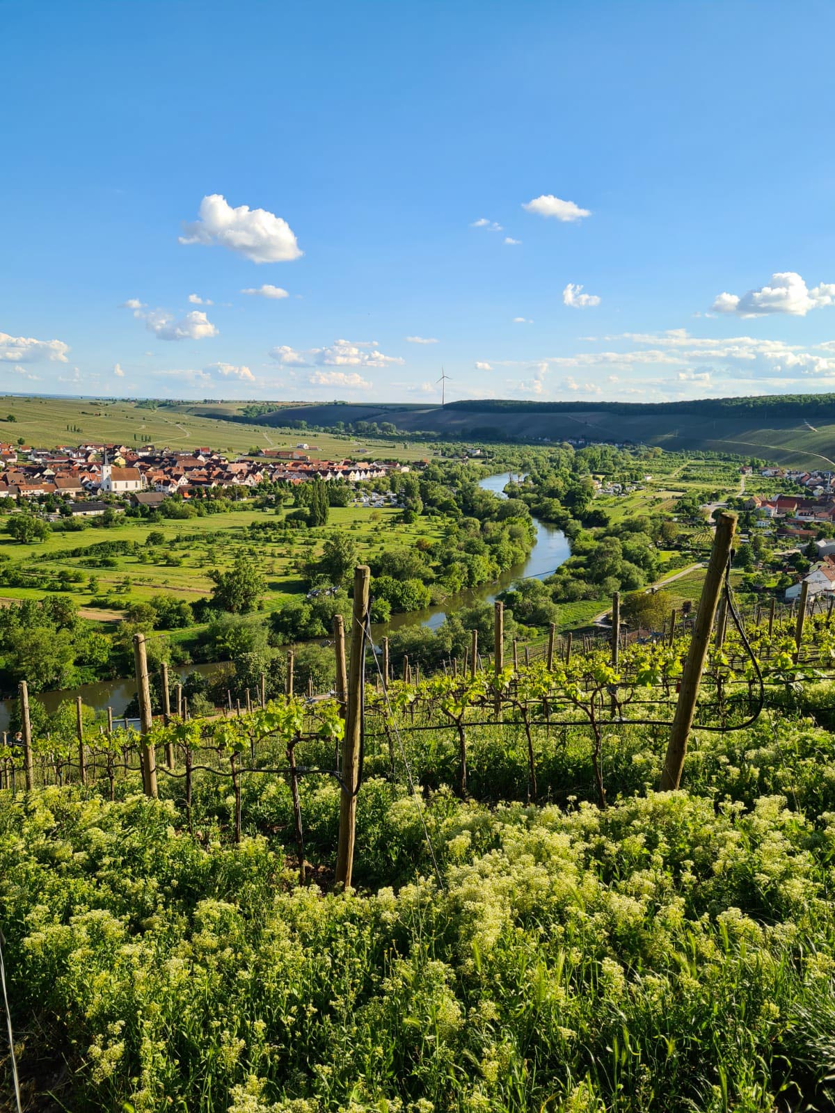 Ausblick von der Vogelsburg in Volkach auf die Mainschleife