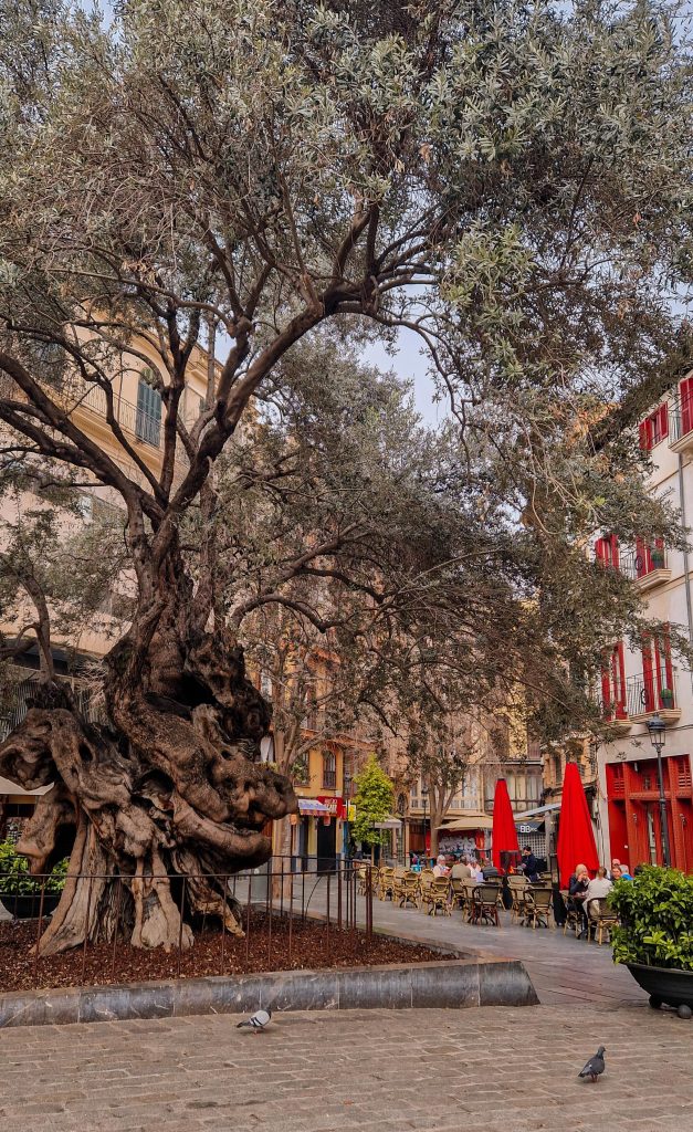 Stadtbummel durch Palma de Mallorca