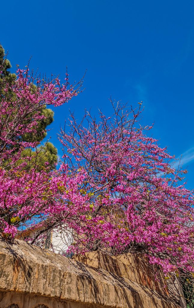 Mandelbaumblüte in Soller