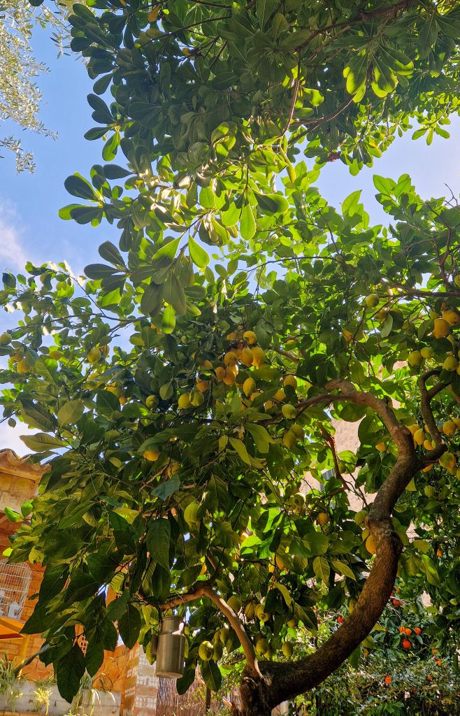 Das beste Café: miga de nube in Soller