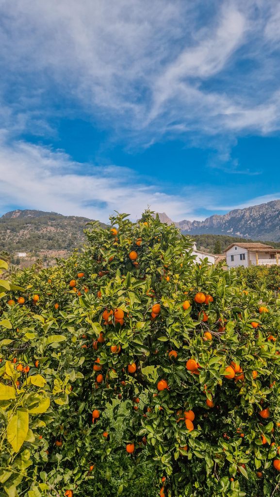 Orangenbaum in Soller