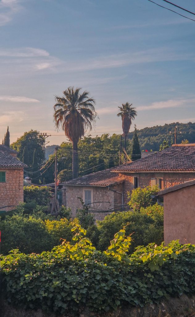 Palmen in Soller