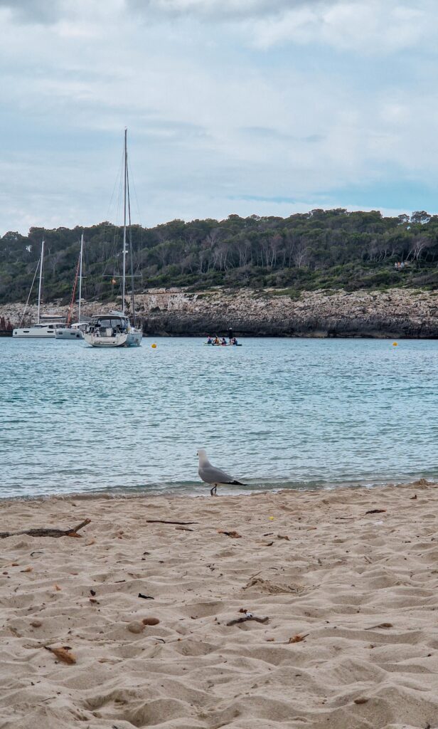 Möwe am Strand Mallorca