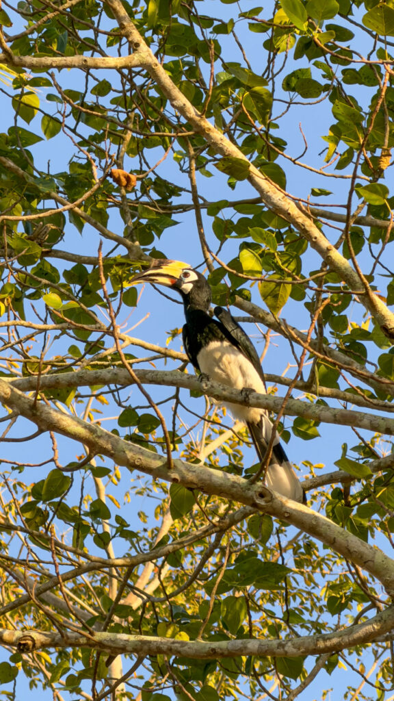 Nashornvögel auf Koh Mook