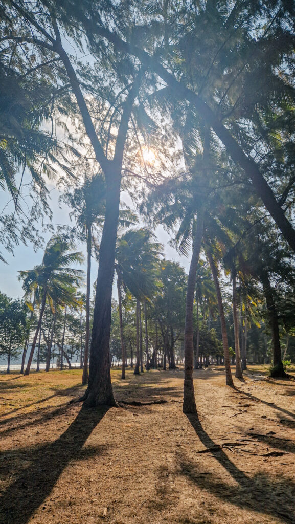 Palmen am Strand von Leam Sala Strand