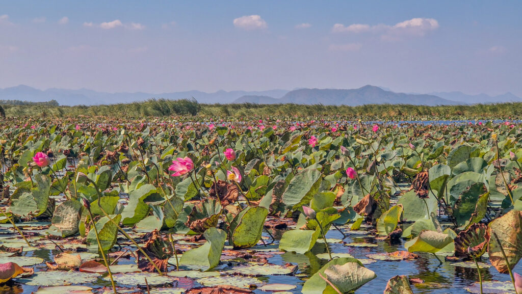 Ein Meer aus Lotusblumen im khao sam roi yot Thailand