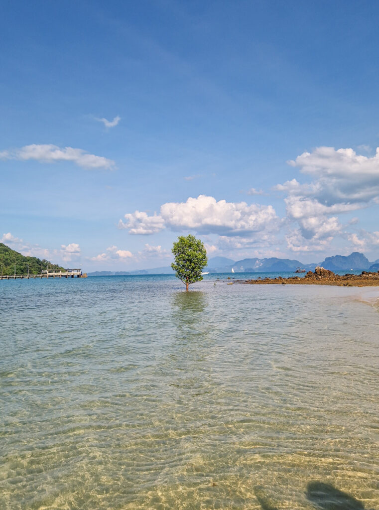 Strand auf Koh Yao Noi mit einzelnem Baum im Wasser und Blick auf die Kalksteinfelsen der Phang-Nga-Bucht, Thailand