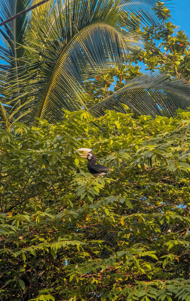 Nashornvogel (Hornbill) im Dschungel auf Koh Yao Noi – Highlight für Vogelbeobachter auf der Trauminsel in Thailand