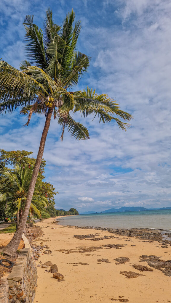 Palme am Strand von Koh Yao Noi