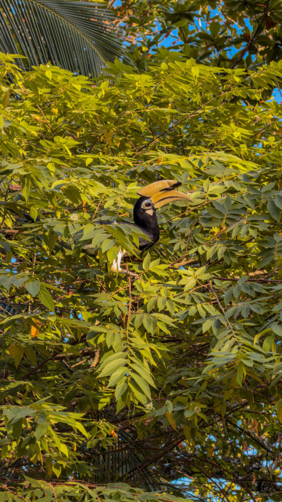 Nashornvogel oder auch Hornbill auf Koh Yao Noi