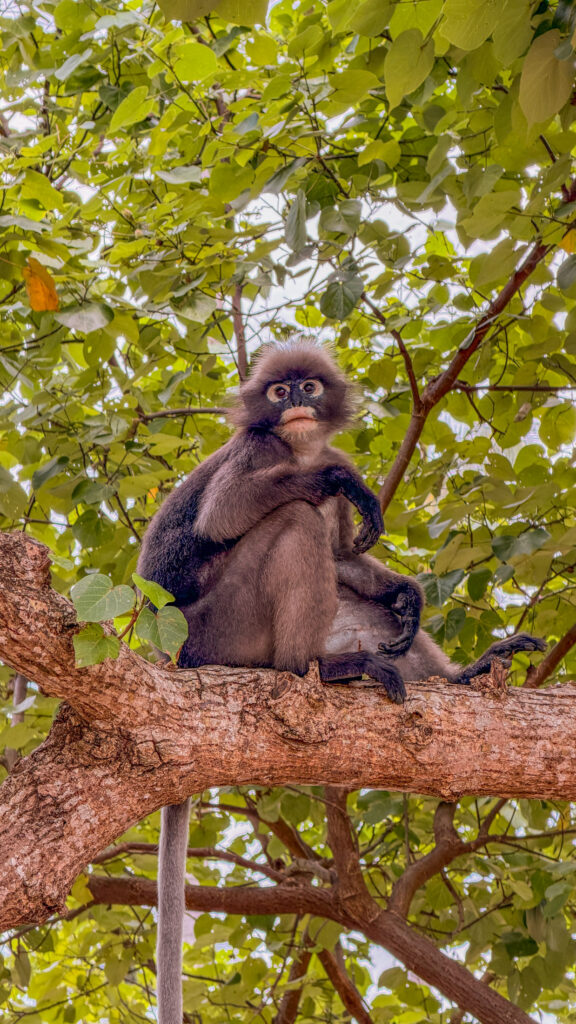 Tierwelt in Thailand während deiner Rundreise