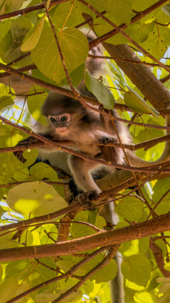 Affe im Baum in Thailand